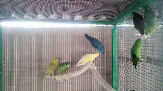 Lineolated parakeets mutations [upl. by Bolme]