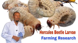 Hercules Beetle Farming Research [upl. by Golightly]