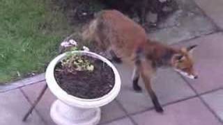 A fox in my garden [upl. by Onimixam]