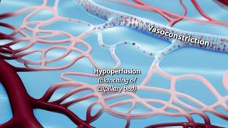 Capillary Blood Flow [upl. by See]