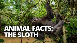 Why are sloths slow And five other sloth facts [upl. by Adnohsad212]