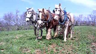 3 Horse Hitch  Draft Horses in Kentucky [upl. by Tiedeman103]