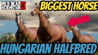 Red Dead Redemption 2 Biggest FREE Horse Hungarian HalfBred [upl. by Markos]