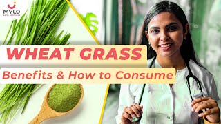 Wheatgrass Benefits amp How To Consume It  Effective Health Benefits Of Wheatgrass  Mylo Family [upl. by Llednol]