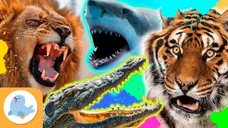 Los ANIMALES MÁS FEROCES del mundo 🦁🐯🦈🐊 LEÓN TIGRE TIBURÓN Y COCODRILO 🌿 RECOPILACIÓN [upl. by Acnoib]