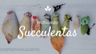 Como Propagar Suculentas por hoja paso a paso  How to propagate succulents step by step CC English [upl. by Normandy]