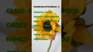 Classification Of Sunflower🌻Helianthus annus  shorts [upl. by Nnaxor112]