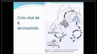 Microbiología II Micología y Virología C18 Micosis sistémica y Micosis oportunista [upl. by Heyde]