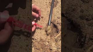 The process of emptying the sediment in the drip irrigation pipe [upl. by Mareah]