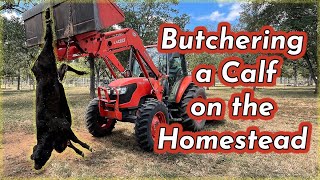 RAISING BEEF CATTLE FOR BEGINNERS – Butchering a Calf for Meat on the Homestead [upl. by Ardnasal403]