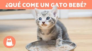 ¿Cómo ALIMENTAR a un GATO de 1 MES 🐱 Alimentación de un Gato Bebé [upl. by Einittirb105]