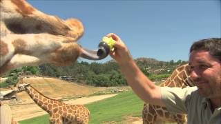 San Diego Zoo Kids  Giraffe [upl. by Sucramaj]