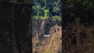 ONÇA CAÇANDO JACARÉ ENTENDA ESSE ANIMAL onça jacaré fatos curiosidades viralshorts [upl. by Lotty]