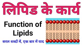 lipid ke karya  lipid ke function  function of lipids  lipids biomolecules bio  लिपिड के कार्य [upl. by Aleuname]