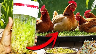 Haga Brotes de Semillas en 3 Días Para Gallinas las Enloquece Delicioso fácil y económico cosecha [upl. by Ferdinana]