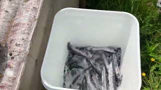 2024 capelin catch dried and cooked [upl. by Rise]