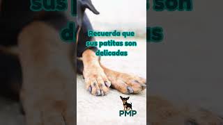 🐕 Consejos para mini pinschers y perros de raza pequeña ❤️ [upl. by Mazman]