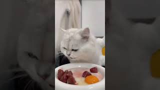 Asmr cat food  asmr cat videos  asmr sound asmr catfood asmrsounds [upl. by Janeta]