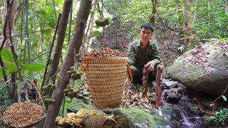 The process of planting harvesting catching and finding food in the forest Live With Nature [upl. by Hinch]