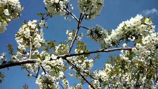 ANTONIO VIVALDI  SPRING Largo [upl. by Lrig]