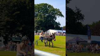 Guernsey Donkey Derby 2024 Media Race [upl. by Eile]