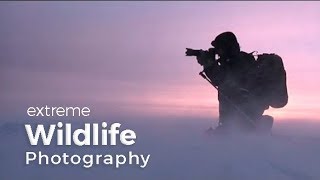 Wildlife Photography Expedition  Behind the scenes in Greenland with photographer Morten Hilmer [upl. by Longan]