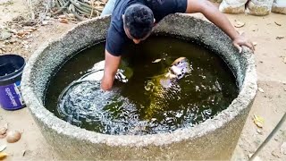 Obey Big giant gourami in cement tank  tank change [upl. by Lanahtan634]