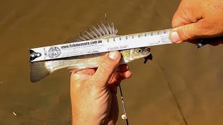 Awesome fishing at Arboretum Dam in Euroa catching Silver Perch yellowbelly and redfin [upl. by Mot]