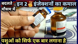 👉बदलते मौसम में इन 2✌️ इंजेक्शन का कमाल पशुओं में सिर्फ एक बार लगाना है Veterinary injection [upl. by Ahcim62]