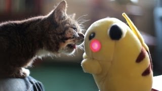 BUB MEETS PIKACHU [upl. by Alleunamme]