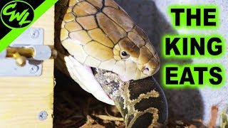 KING COBRA EATS 6FT PYTHON [upl. by Willetta492]