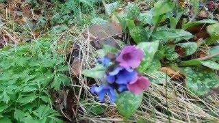 Miodunka plamista Lungwort  Pulmonaria officinalis [upl. by Aihsakal]