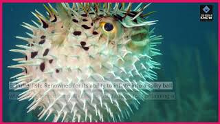 Top 10 Weirdest Animals on the Planet [upl. by Lurette]