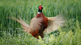 Bird sounds – Common pheasant Phasianus colchicus [upl. by Eener427]