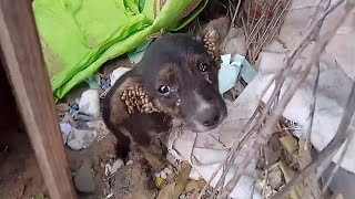 Alone lost and scared the orphaned puppy struggles with thousands of ticks in his ears [upl. by Rollie]