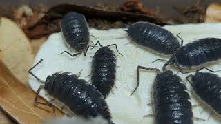 Isopods Loudly Eating Cuttlebone [upl. by Locke]