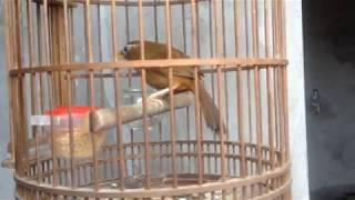 Training Chinese Thrush bird singing everyday 2018 [upl. by Ellenrad424]