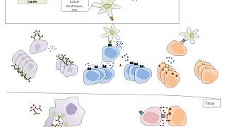 TSChapitre2 La réponse immunitaire adaptative le rôle des LT4 [upl. by Bayer878]