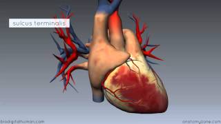 Intro to EKG Interpretation  Myocardial Infarctions Part 1 of 2 [upl. by Aserehtairam]