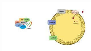 ChaperoneMediated Autophagy CMA  Selection Mechanism and Regulation [upl. by Sethrida]