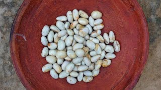 JACKFRUIT SEEDS RECIPE  Village Style Farm Fresh Data Shag amp Kathal Biz Recipe [upl. by Riamu]