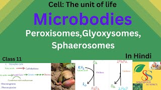 Microbodies PeroxisomesGlyoxysomesSphaerosomesClass11in Hindi [upl. by Anett]