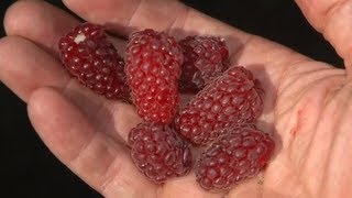 All About Berries  Strawberries Raspberries Blackberries Huckleberries  Andrew Weil  MD [upl. by Jezreel332]