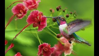 Las 38 Especies de colibrí mas bonitas del mundo [upl. by Jaddan777]