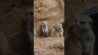 meerkat 👀 wildlife viralvideo animals jungle viralshorts viralreels natural naturesounds [upl. by Eimirej223]