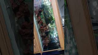 cichlid fishaquarium fishtank aquarium fish nature fishlover aquarium aquascapegallery [upl. by Uolyram918]