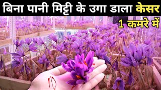 7 लाख  Kg Saffron Farming  Kesar Ki Kheti Ghar Mein Kaise Karen  How To Grow Saffron Indoor [upl. by Nnaed551]