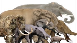 The Evolution of Elephants Mammoths and Mastodons  Proboscidean Family Tree [upl. by Annodahs]