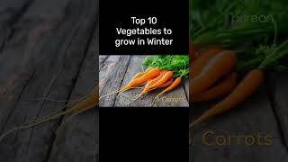 Top 10 Vegetables To Grow Over Winter  Vegetables To grow Outdoors In Winter  Winter Special [upl. by Nnaik]