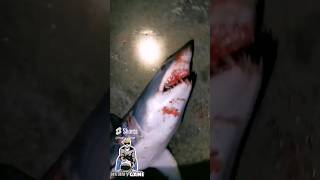 قرش الذيبه 🐺 🦈Mako shark [upl. by Notniv]